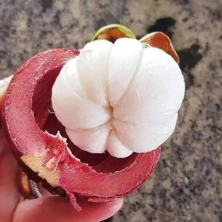 Mangosteen - Mangostan