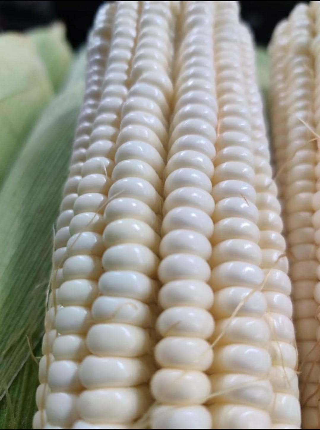 Elote blanco