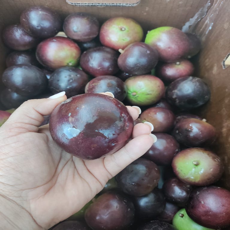 Caimito Púrpura - Purple Star Apple